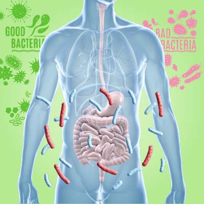 Gut Microbiome And Digestion