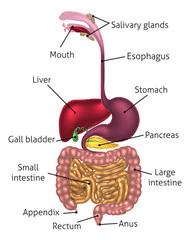 Organs in the digestive system